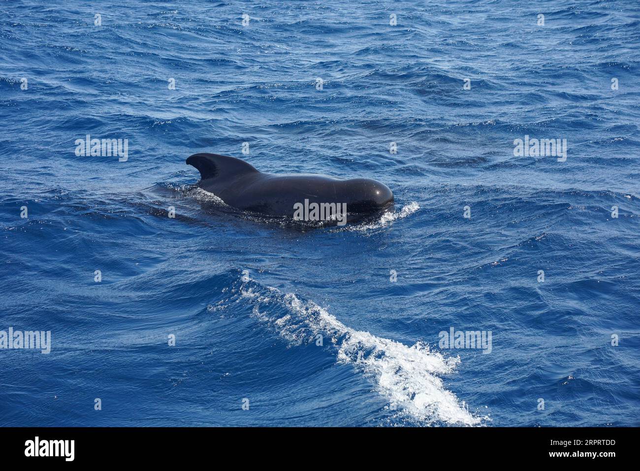 Long-finned pilot whale at Strait of Gibraltar, whale watching, Spain. Stock Photo