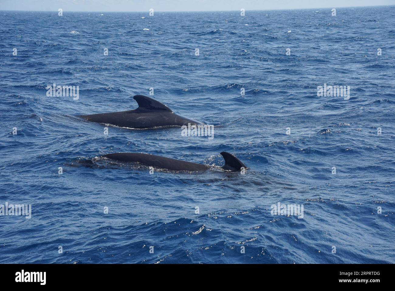 Long-finned pilot whales at Strait of Gibraltar, whale watching, Spain. Stock Photo