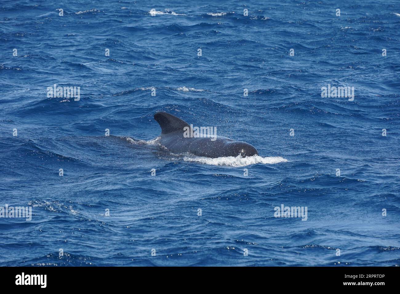 Long-finned pilot whale at Strait of Gibraltar, whale watching, Spain. Stock Photo