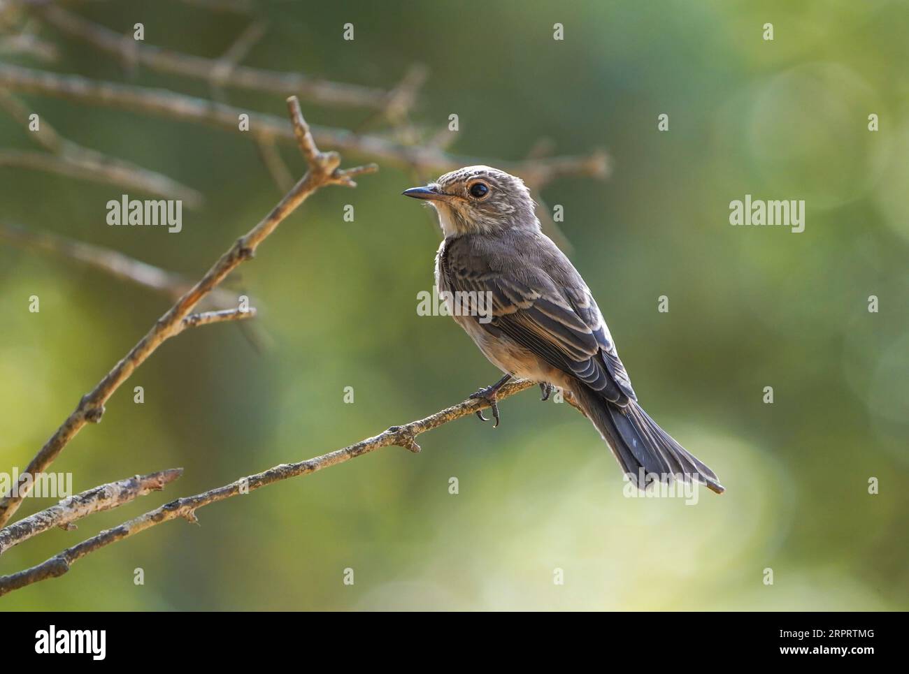 Spotted flycatcher (Muscicapa striata), perched on a branch in garden. Andalusia, Spain. Stock Photo