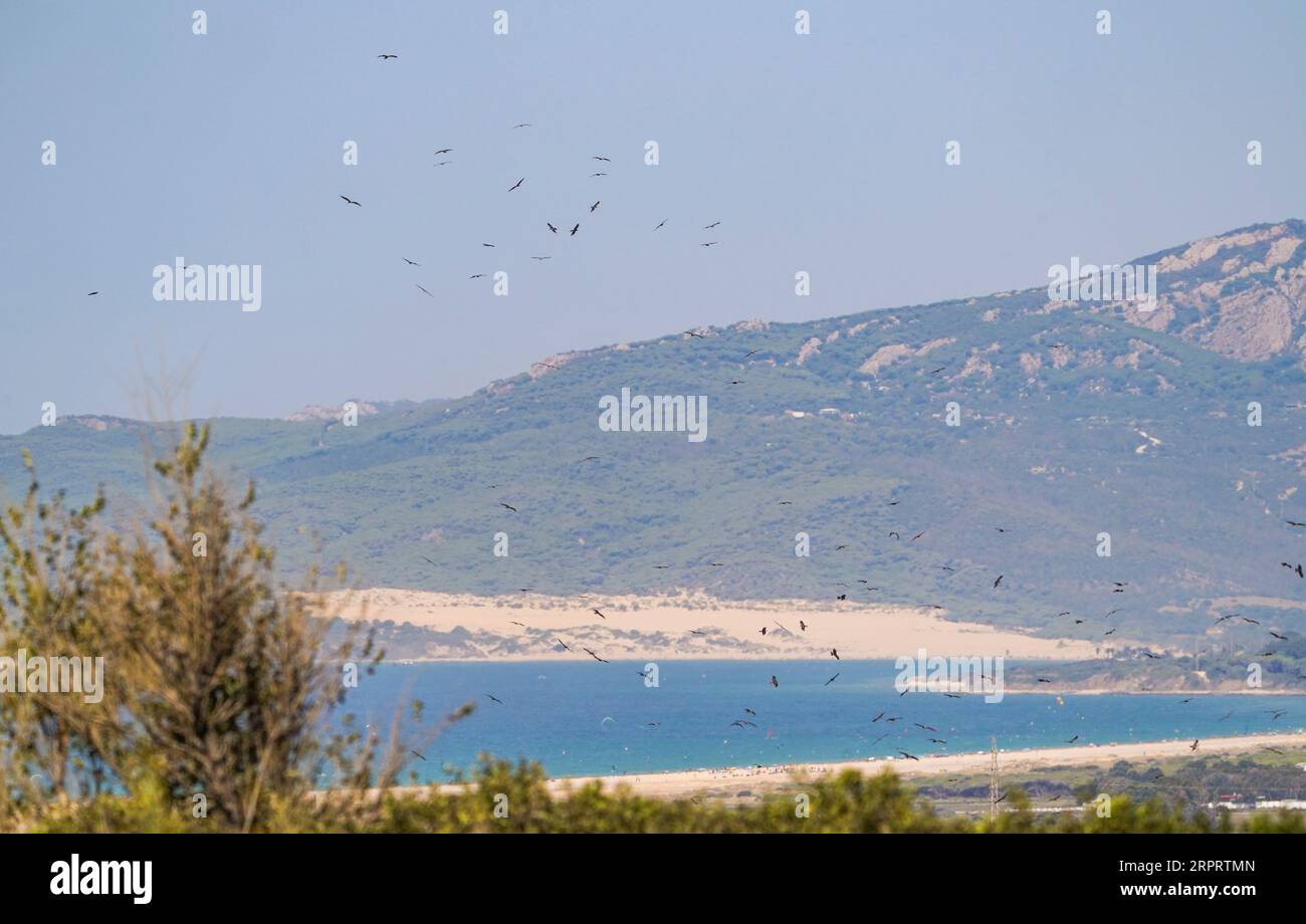 Black kites (Milvus migrans) crossing the Strait of Gibraltar at the beach of Tarifa during bird migration, Andalusia, Spain. Stock Photo
