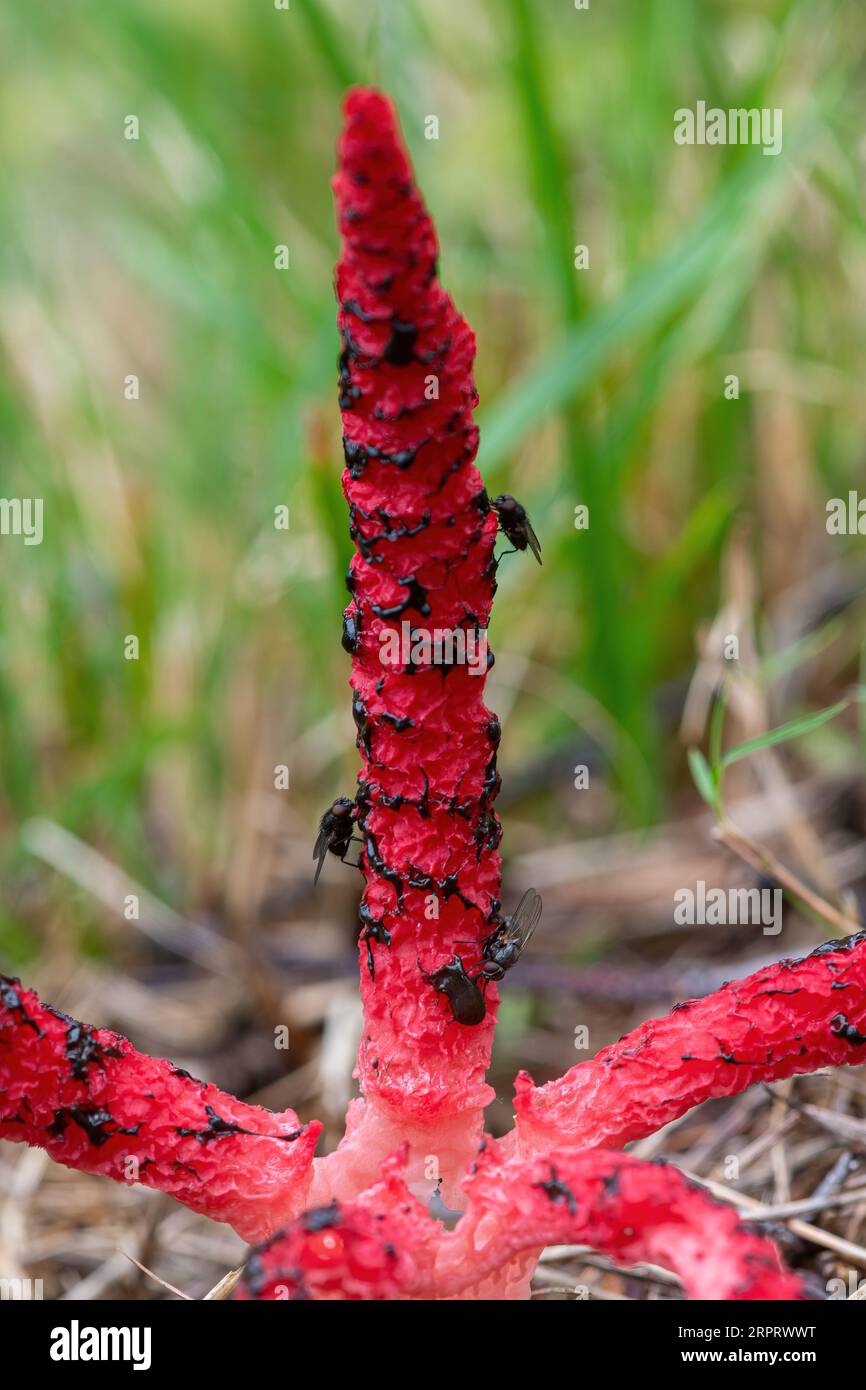 Devil’s fingers fungus fungi (Clathrus archeri), a bright red non-native toadstool also called octopus stinkhorn, Surrey, England, UK, with flies Stock Photo