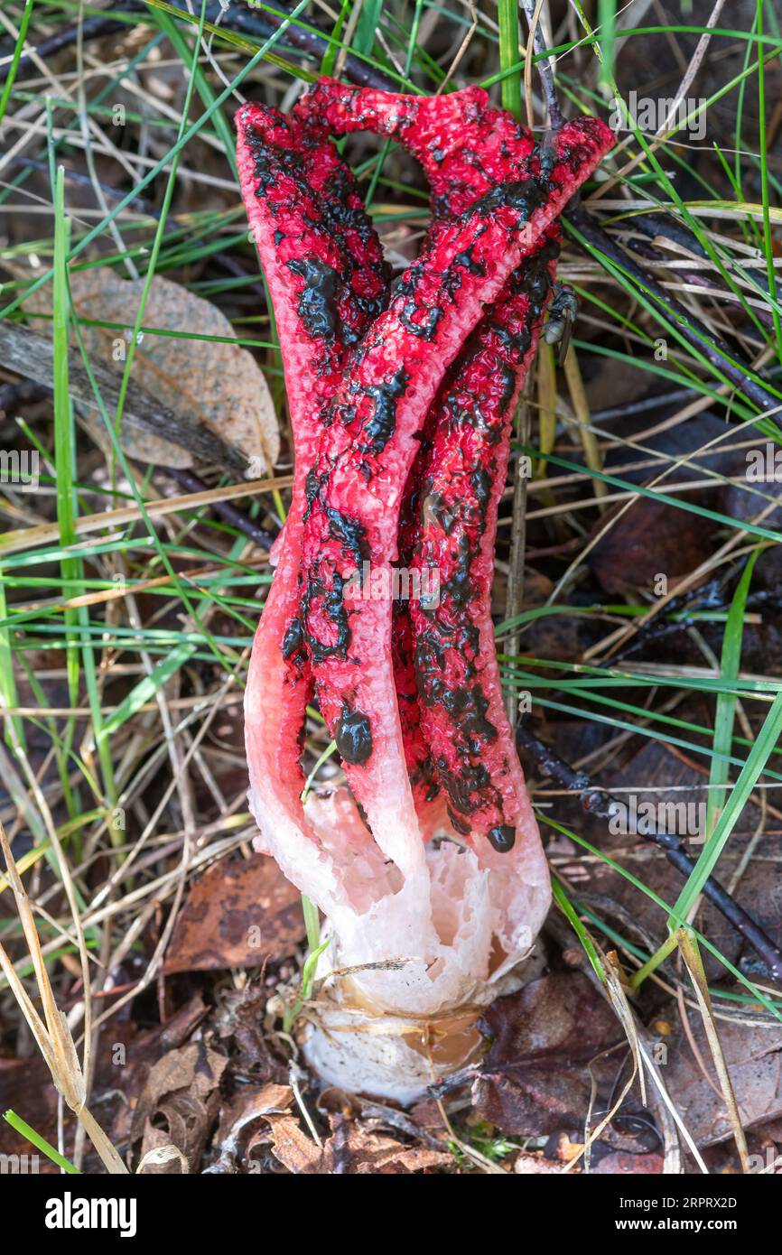 Devil’s fingers fungus fungi (Clathrus archeri), a bright red non-native toadstool also called octopus stinkhorn, Surrey, England, UK Stock Photo