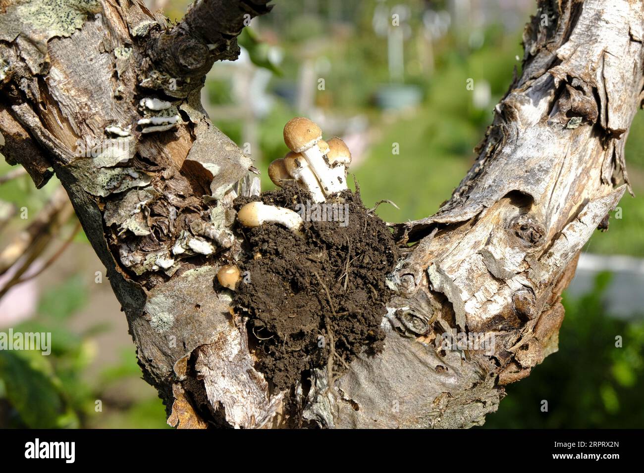 Tiny little Mushrooms growing in September after spores were released from a dead tree after some bark came away Stock Photo