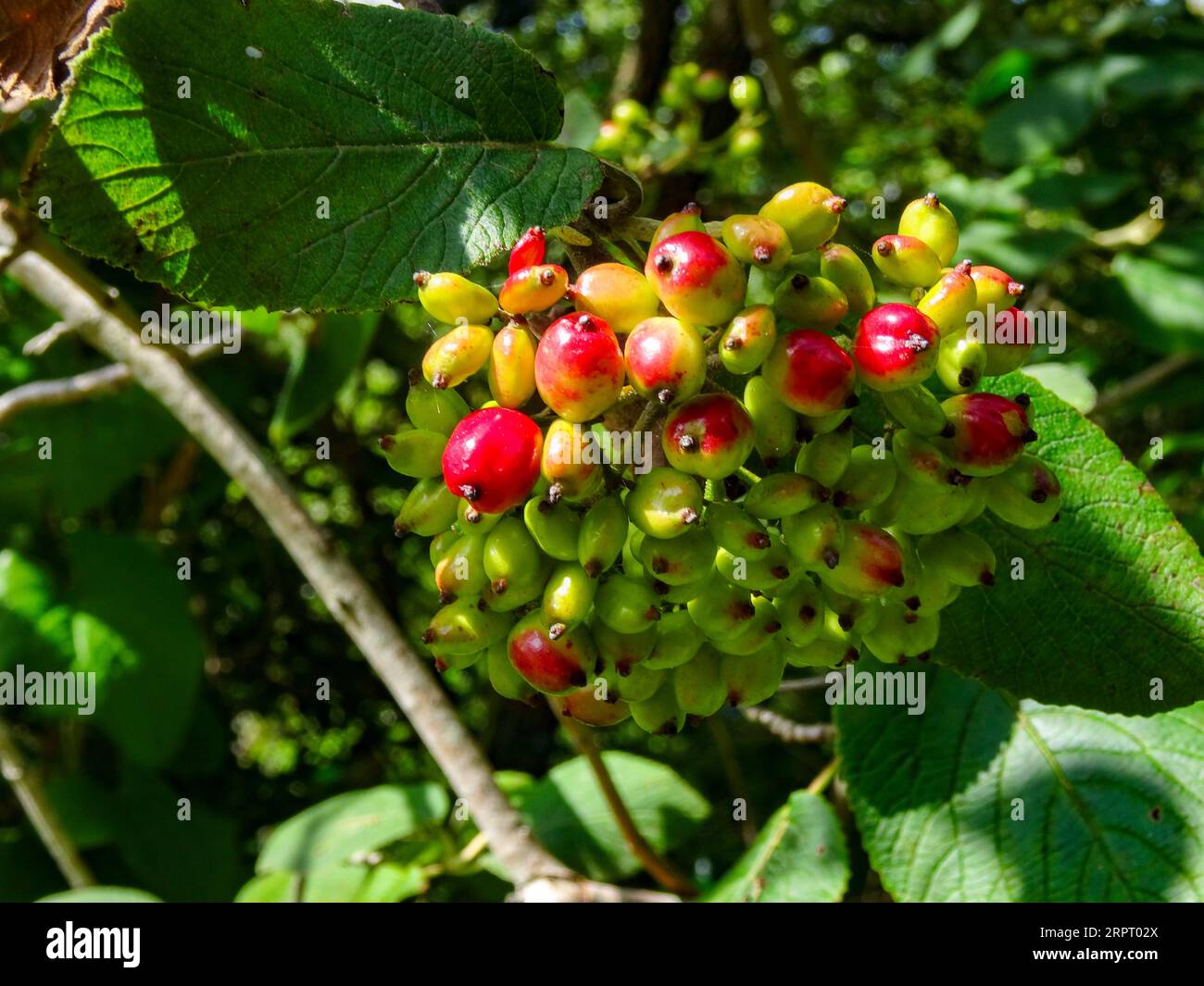 Glowing berries of Viburnum lantana (Wayfarer plant). Natural close up ...