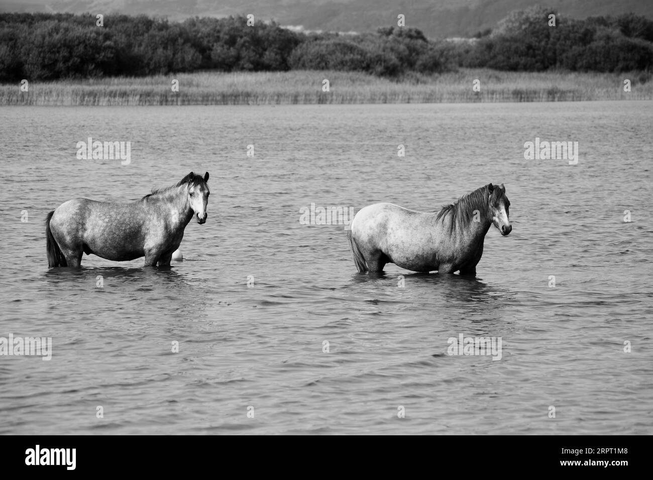 Black and white images of two wild horses standing in deep water at ...