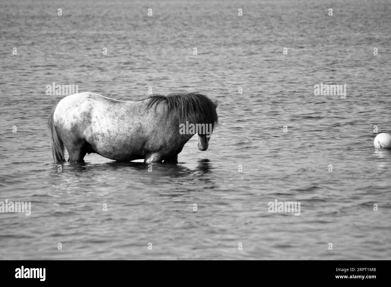 Black and white images of a wild horses standing in deep water at ...
