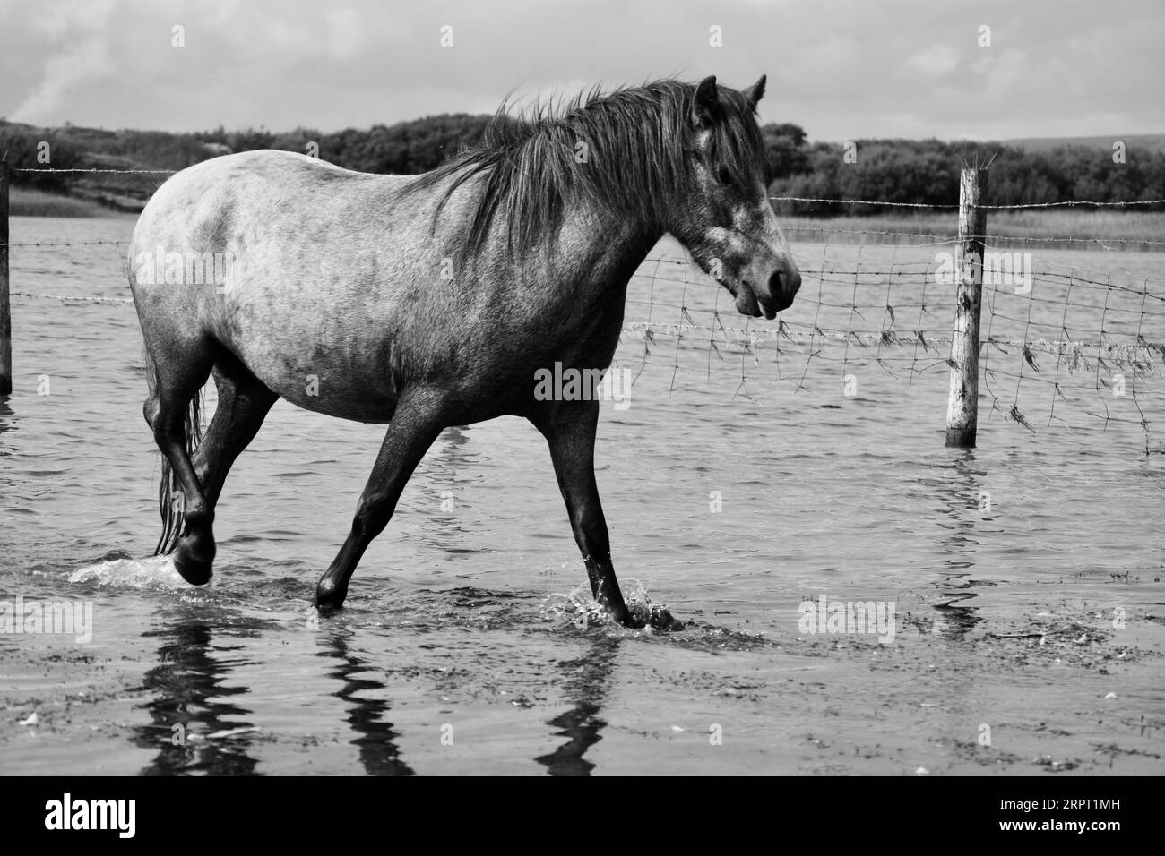 Black and white images of a wild horse at Kenfig Nature Reserve ...