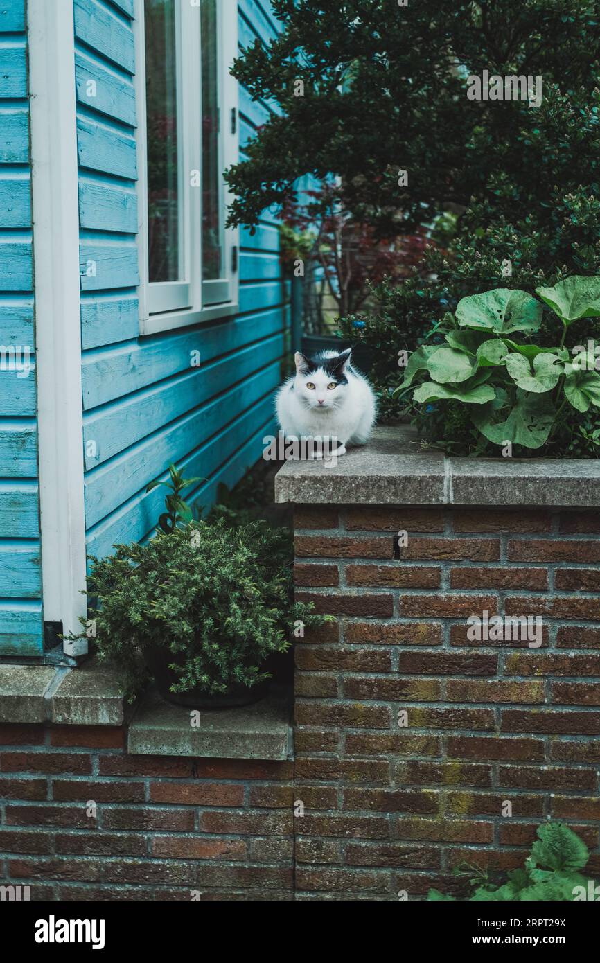 A black and white street cat sitting on a low brick wall next to urban ...