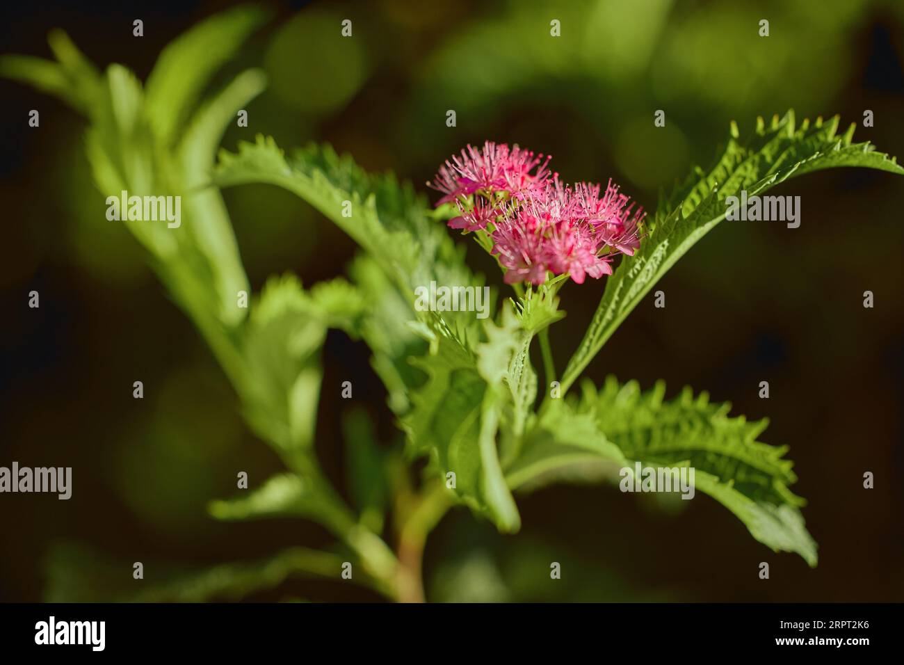 Japanese spirea (Spiraea japonica) bushes with delicate pink and white flowers in stone gargen close up. Gardening, floriculture, macro. Stock Photo