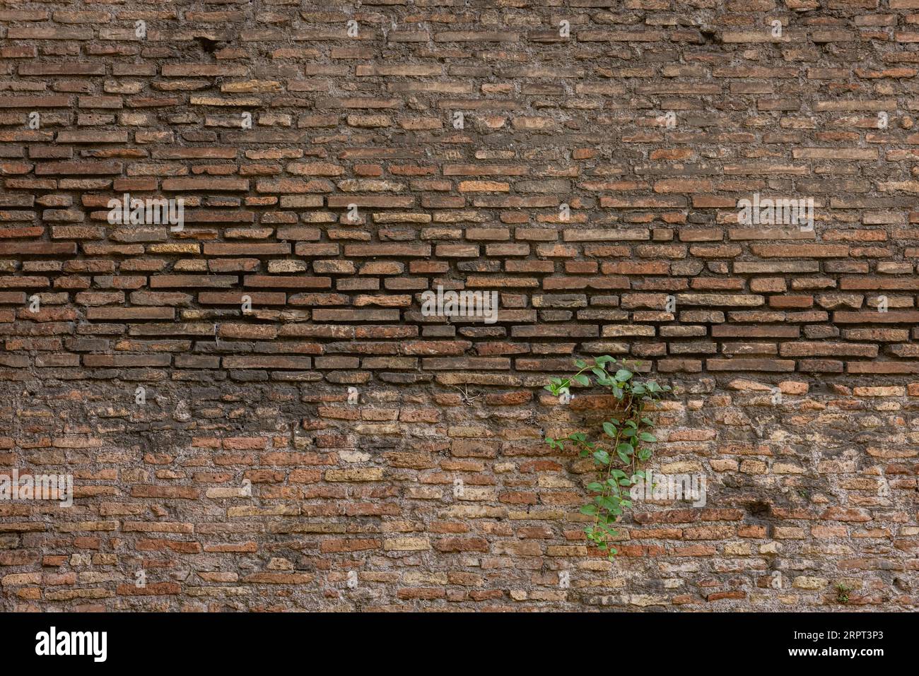 Weeds growing in an old wall hi-res stock photography and images - Alamy