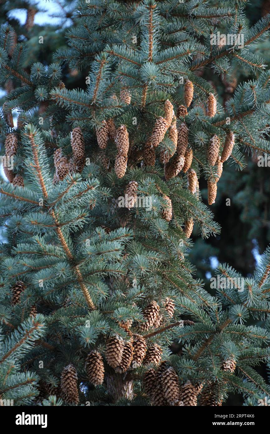 Branches blue spruce are strewn with cones Stock Photo