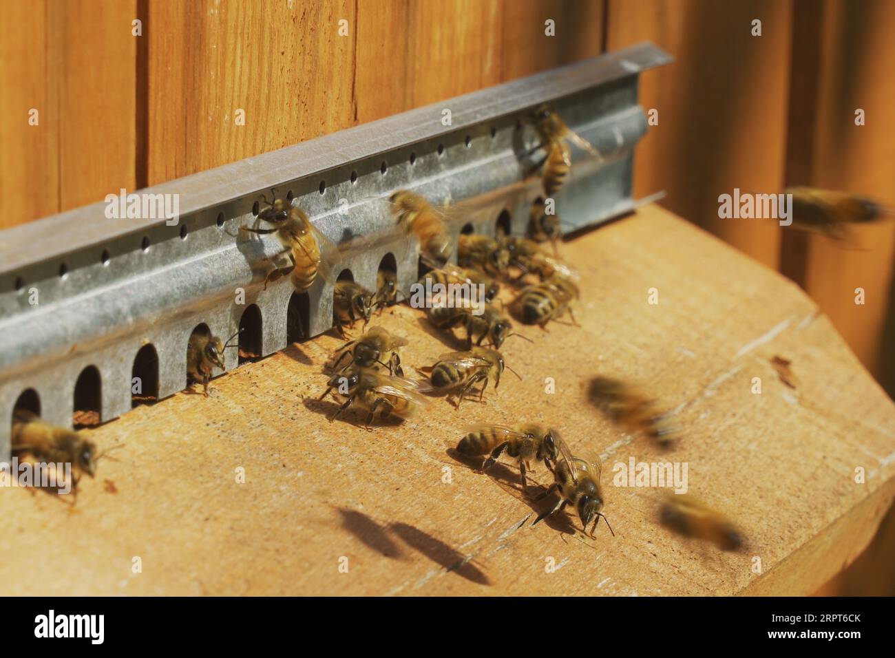 Bees fly hive close up hi-res stock photography and images - Alamy