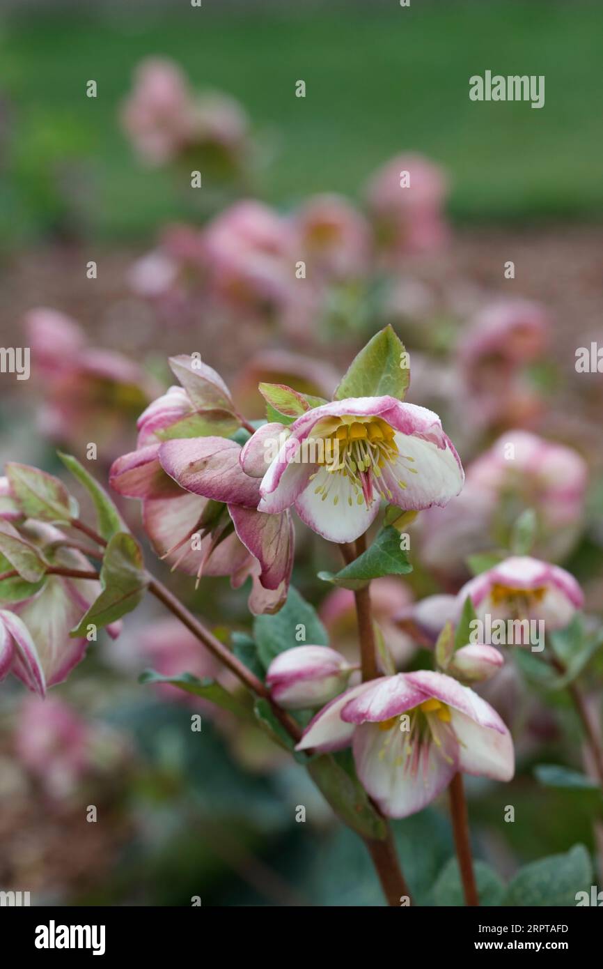Helleborus 'Glenda's Gloss' flowers. Stock Photo