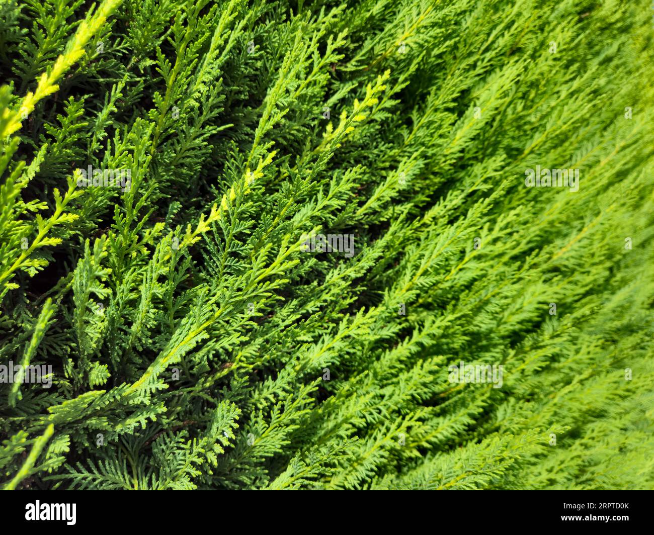Green leylandii conifer hedge of evergreen leyland cypres background with fragrant foliage Stock Photo