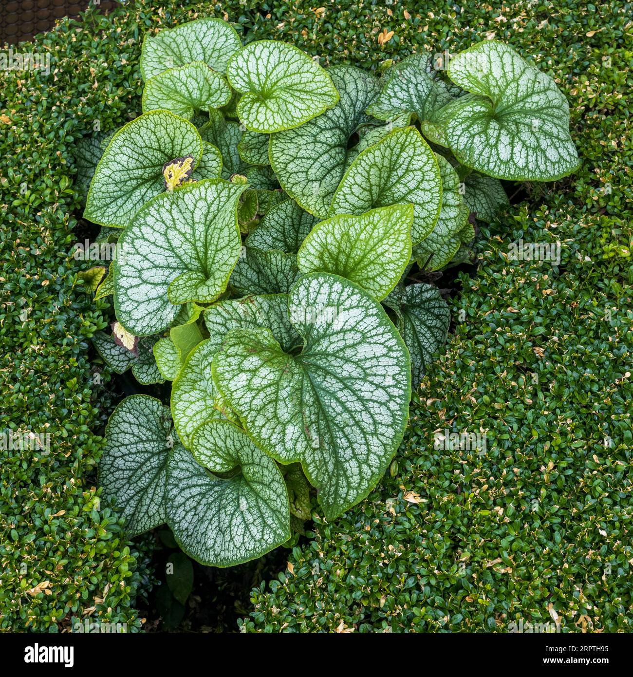 Heartleaf brunnera (binomial name: Brunnera macrophylla), also known as Siberian bugloss, in a spring garden against a boxwood background Stock Photo