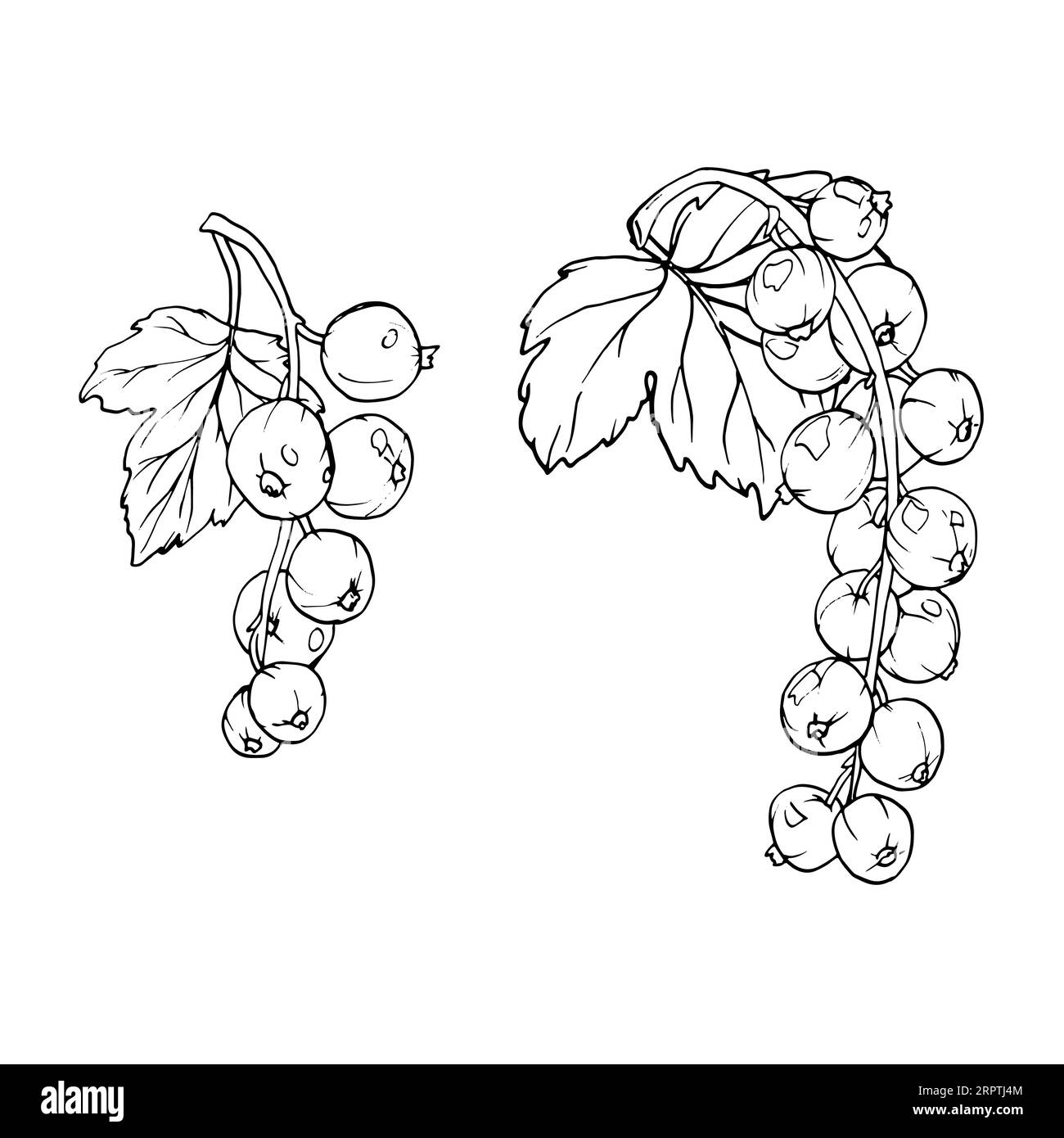 Red currant berries isolated on white background. Hand drawn vector