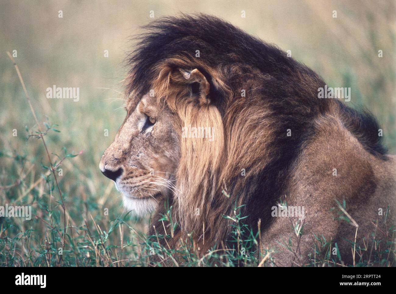 Male lion on plains of masai mara hi-res stock photography and images ...
