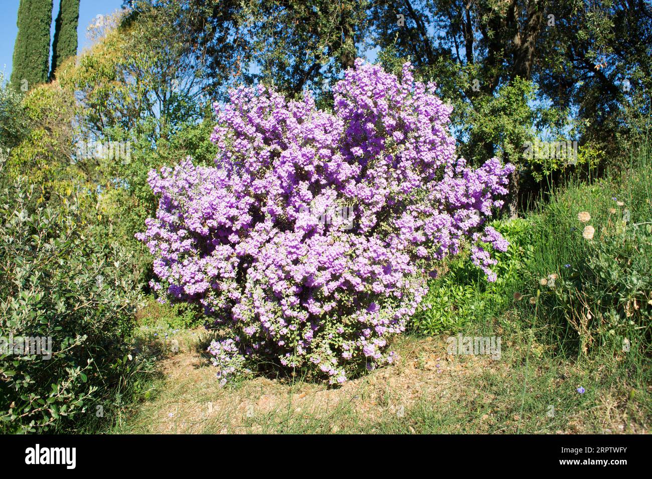 Langman's sage (Leucophyllum langmanae) in August. Stock Photo
