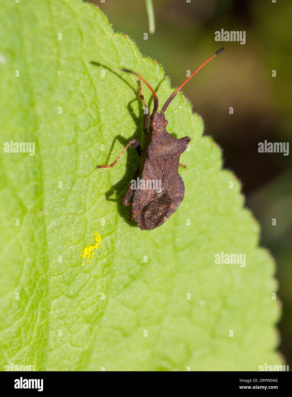 SQUASH BUG Coreus Marginatus Stock Photo Alamy