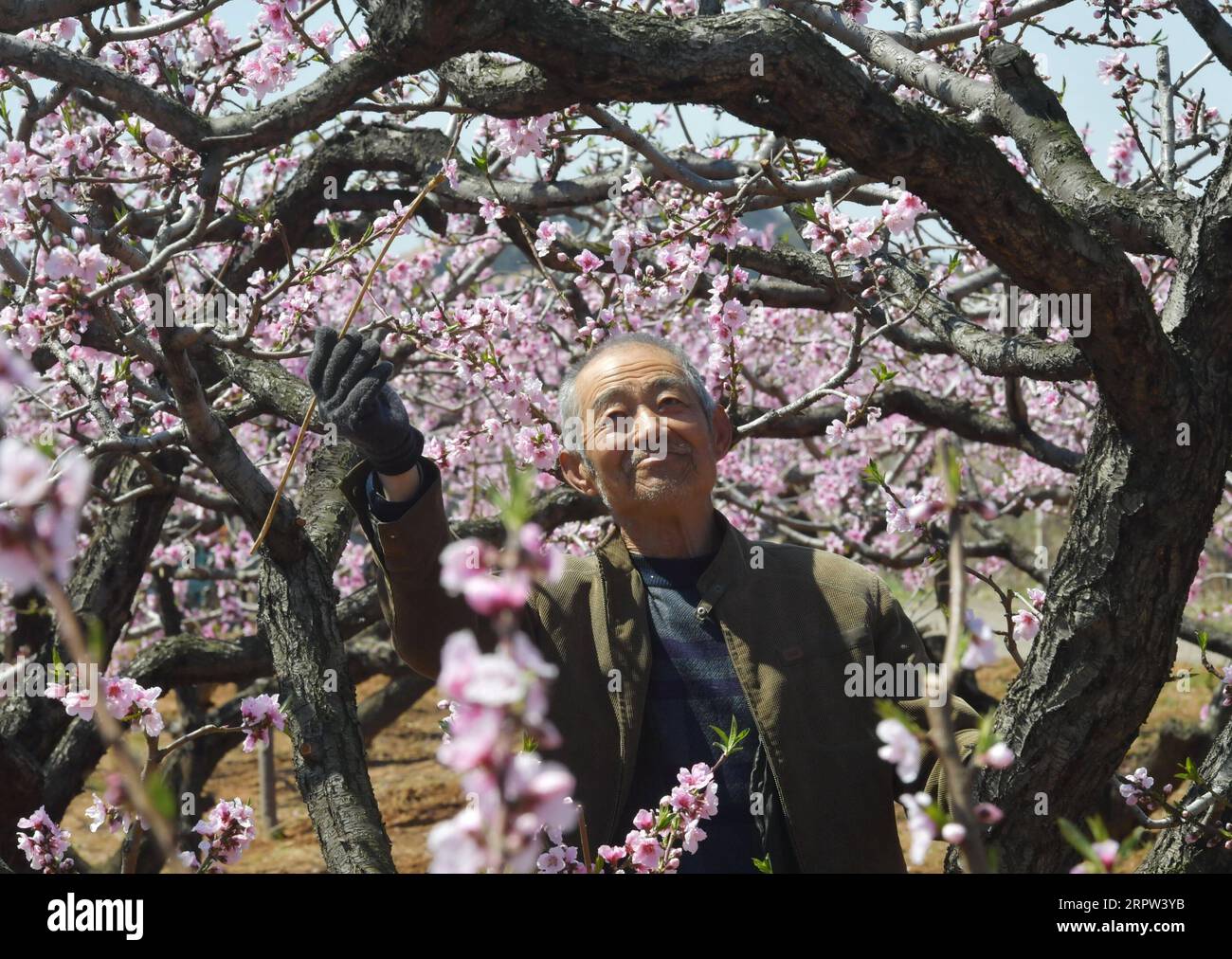 200421 -- QINHUANGDAO, April 21, 2020 -- A farmer pollinates pear ...