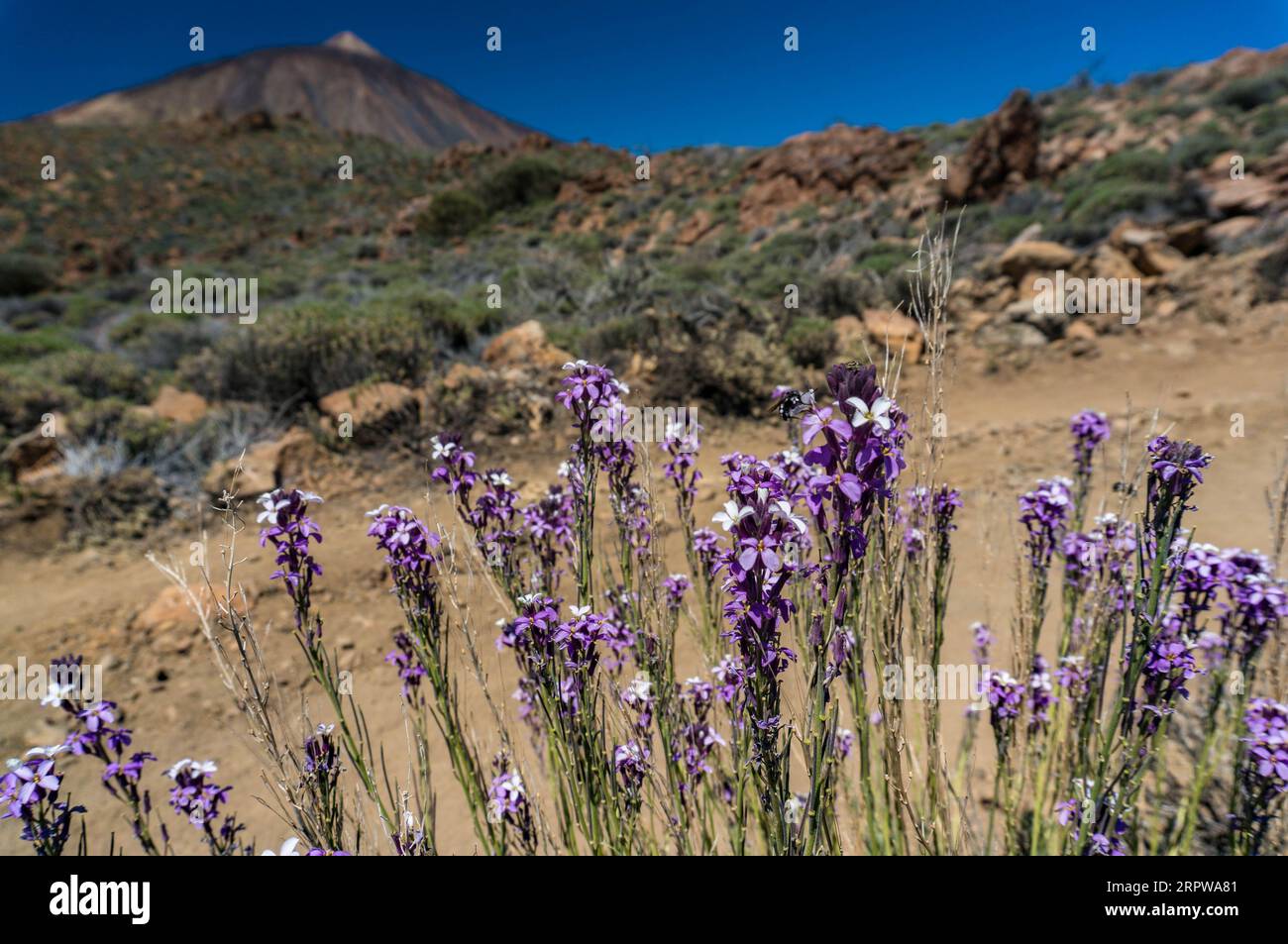 Purple flowers of Erysimum or wallflower with Teide volcano in the background Stock Photo