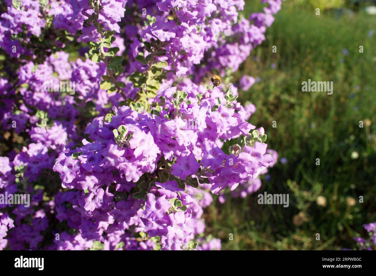 Langman's sage (Leucophyllum langmanae) in bloom. Close-up. Stock Photo