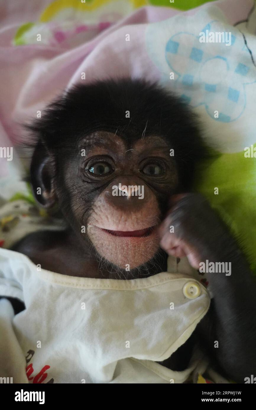 Chimpanzee with baby in the zoo hi-res stock photography and images - Page  2 - Alamy, image size:866x1390