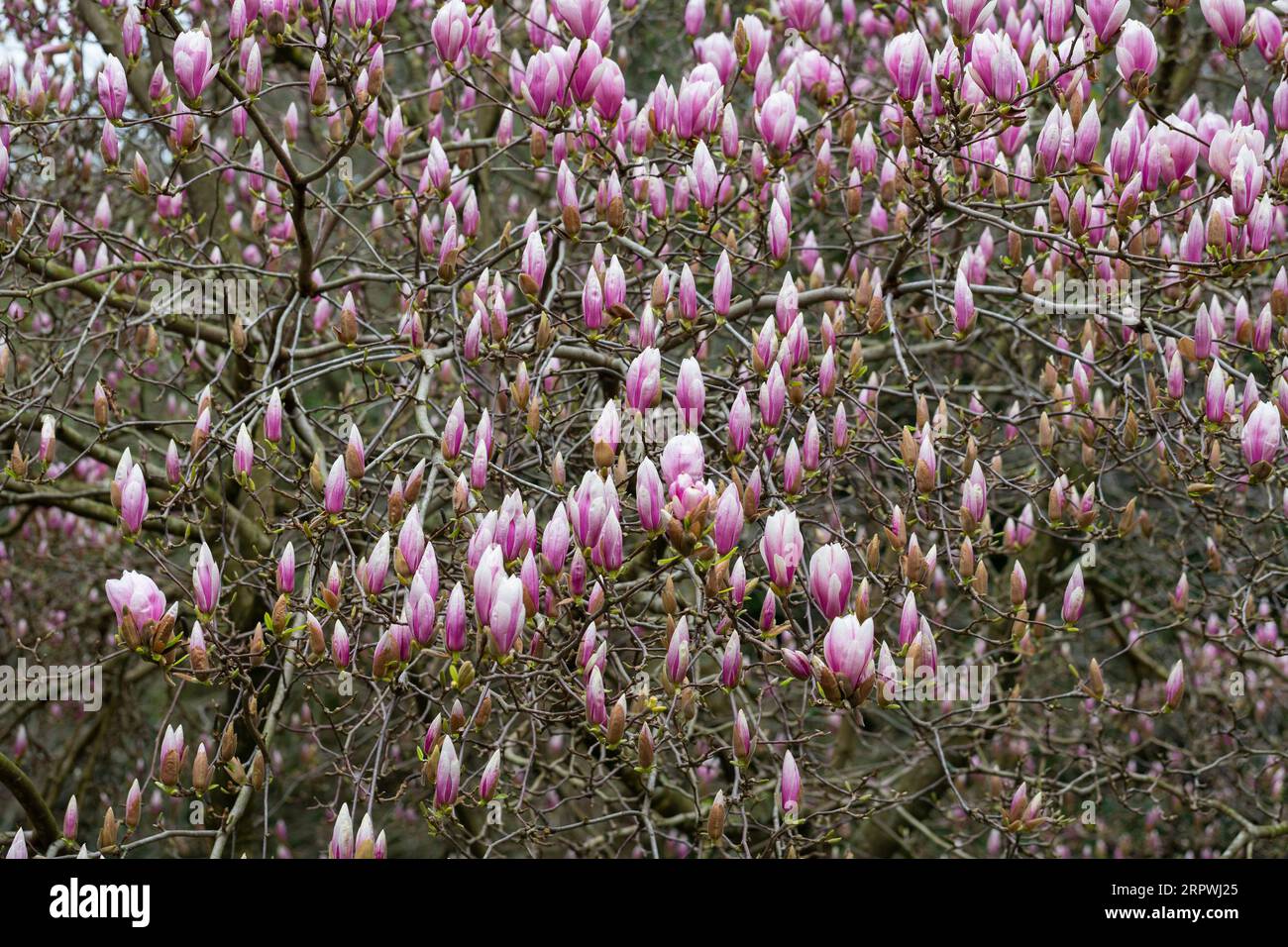 Black tulip magnolia hi-res stock photography and images - Alamy