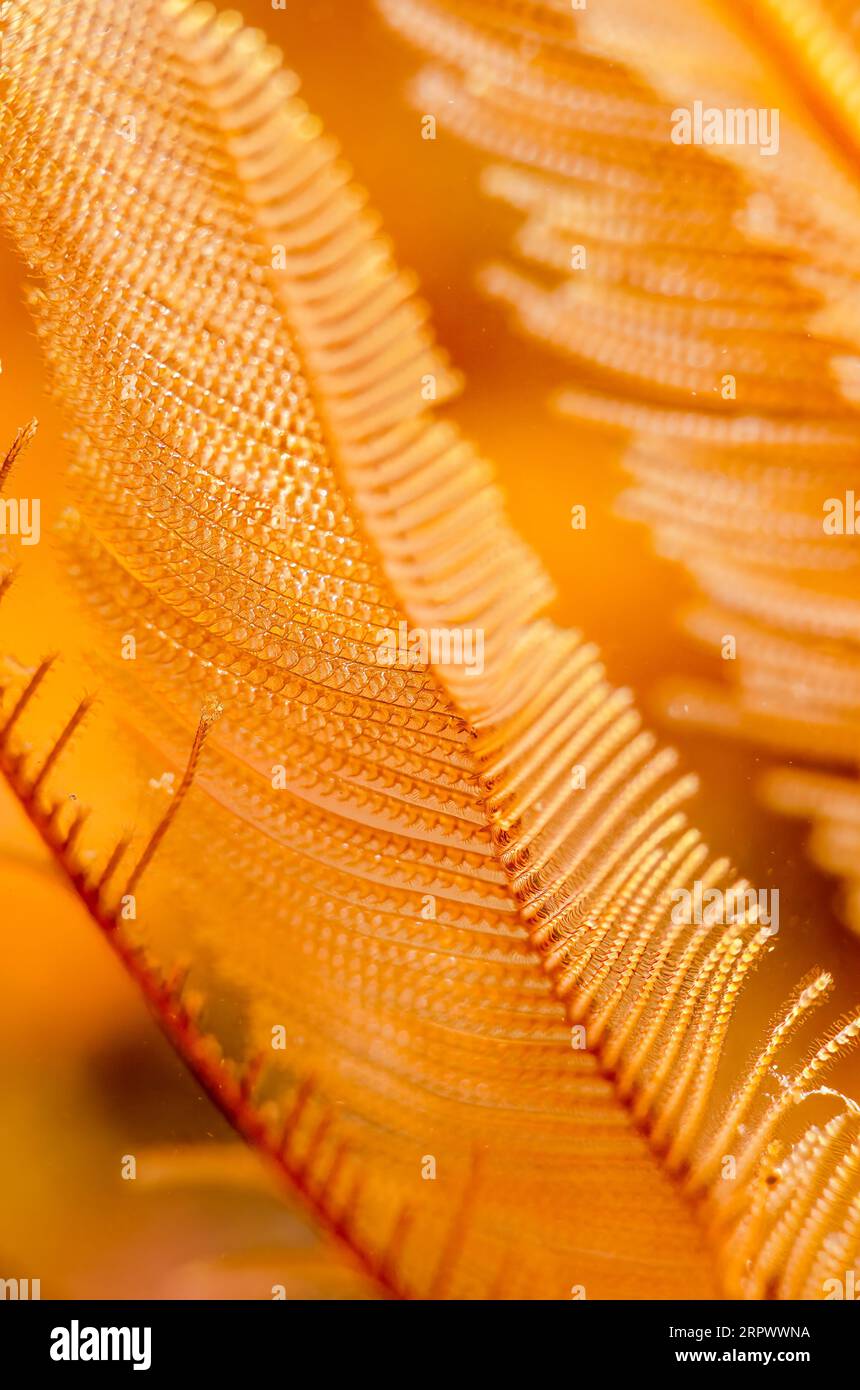 Underwater algae sea hi-res stock photography and images - Alamy