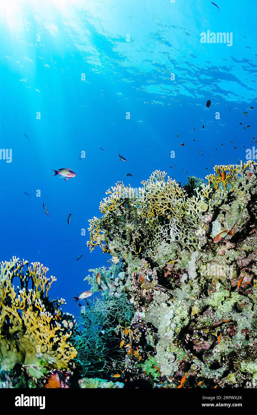 Coral Garden - Classic carré
