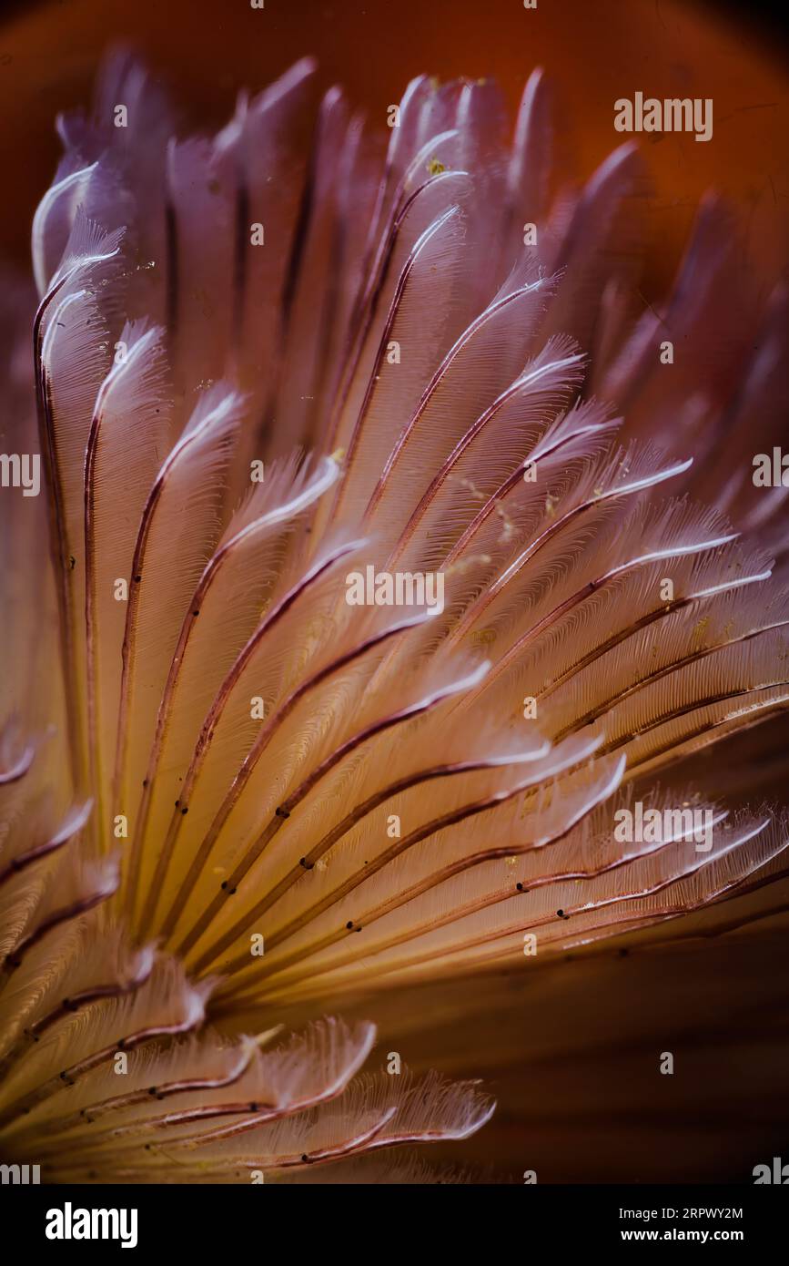 Spring to life Stock Photo