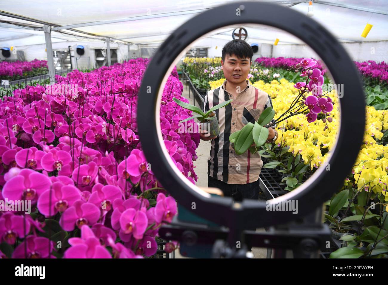 200502 -- HEFEI, May 2, 2020 -- A farmer sells orchids through live streaming in a greenhouse at a flower industrial park in Shangpai Town of Feixi County, east China s Anhui Province, May 1, 2020. In recent years, the town has encouraged local companies to develop flower cultivating industry which is expected to provide more job opportunities for local poors and help them shake off poverty.  CHINA-ANHUI-FEIXI-POVERTY ALLEVIATION-FLOWER INDUSTRY CN LiuxJunxi PUBLICATIONxNOTxINxCHN Stock Photo