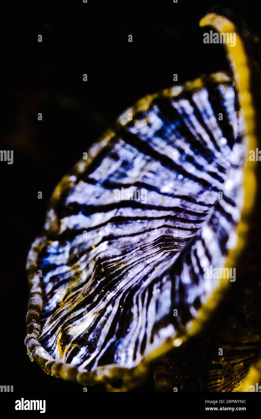 Algae underwater ocean sea scuba hi-res stock photography and images ...