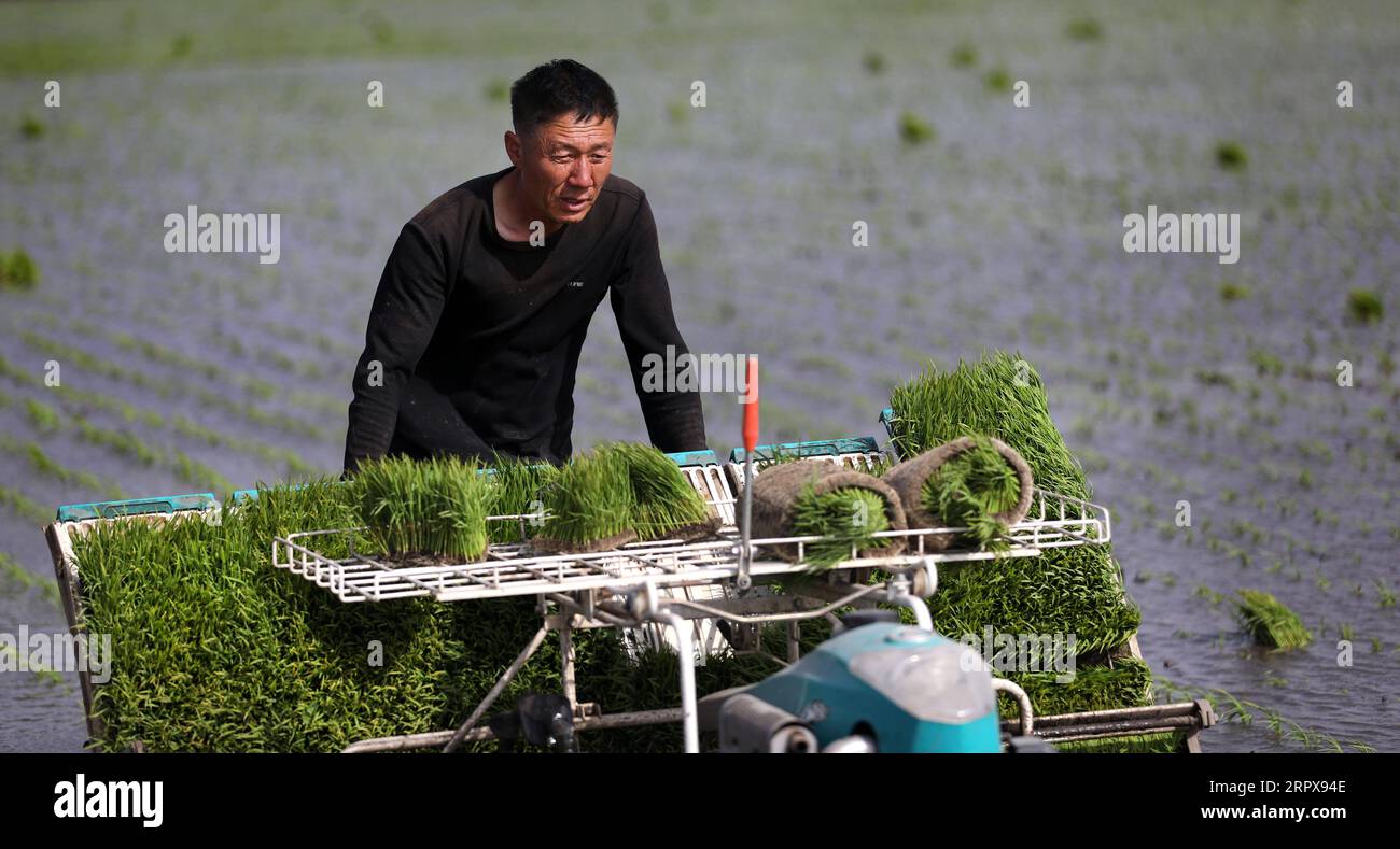 Transplanter plant rice hi-res stock photography and images - Alamy