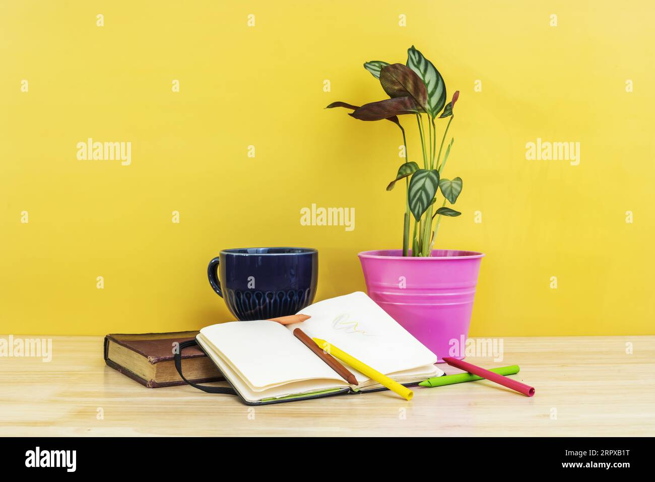 Still life with a plant in a pink pot, a note pad with colored pencils and lots of light Stock Photo