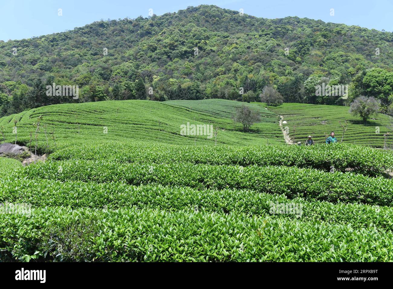 https://c8.alamy.com/comp/2RPXB9T/200515-fuzhou-may-15-2020-photo-shows-the-view-of-a-tea-garden-in-xingtian-township-of-wuyishan-city-in-nanping-southeast-china-s-fujian-province-april-17-2020-nanping-city-has-endeavored-to-develop-green-industries-in-multiple-sectors-such-as-agriculture-tourism-and-culture-to-translate-its-ecological-advantatges-into-the-driving-force-of-economic-development-china-fujian-green-industries-cn-linxshanchuan-publicationxnotxinxchn-2RPXB9T.jpg