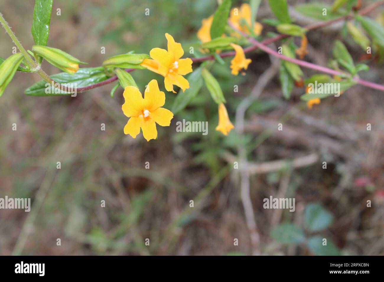 Sticky monkey flower Stock Photo Alamy