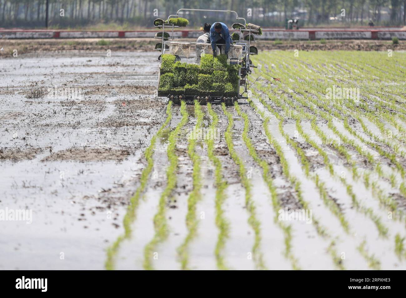 200524 -- PANJIN, May 24, 2020 -- Farmers drive a rice transplanter to plant rice seedlings in Dawa District in Panjin City, northeast China s Liaoning Province, May 24, 2020. Rice transplanting of over 1.59 million mu about 106,000 hectares paddy fields in Panjin, the main rice producing area in Liaoning, has started recently.  CHINA-LIAONING-RICE-TRANSPLANTING CN PanxYulong PUBLICATIONxNOTxINxCHN Stock Photo