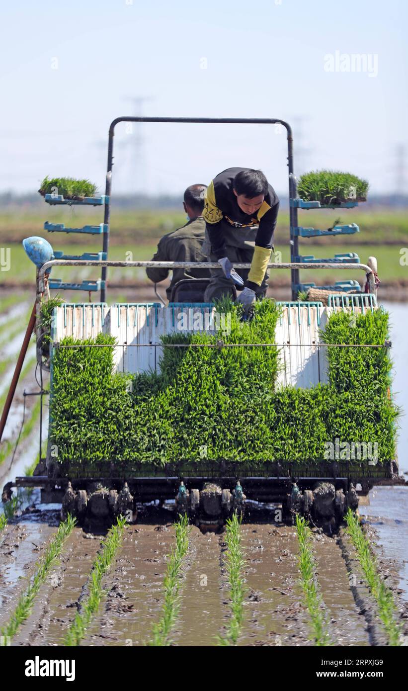 Transplanter plant rice hi-res stock photography and images - Alamy
