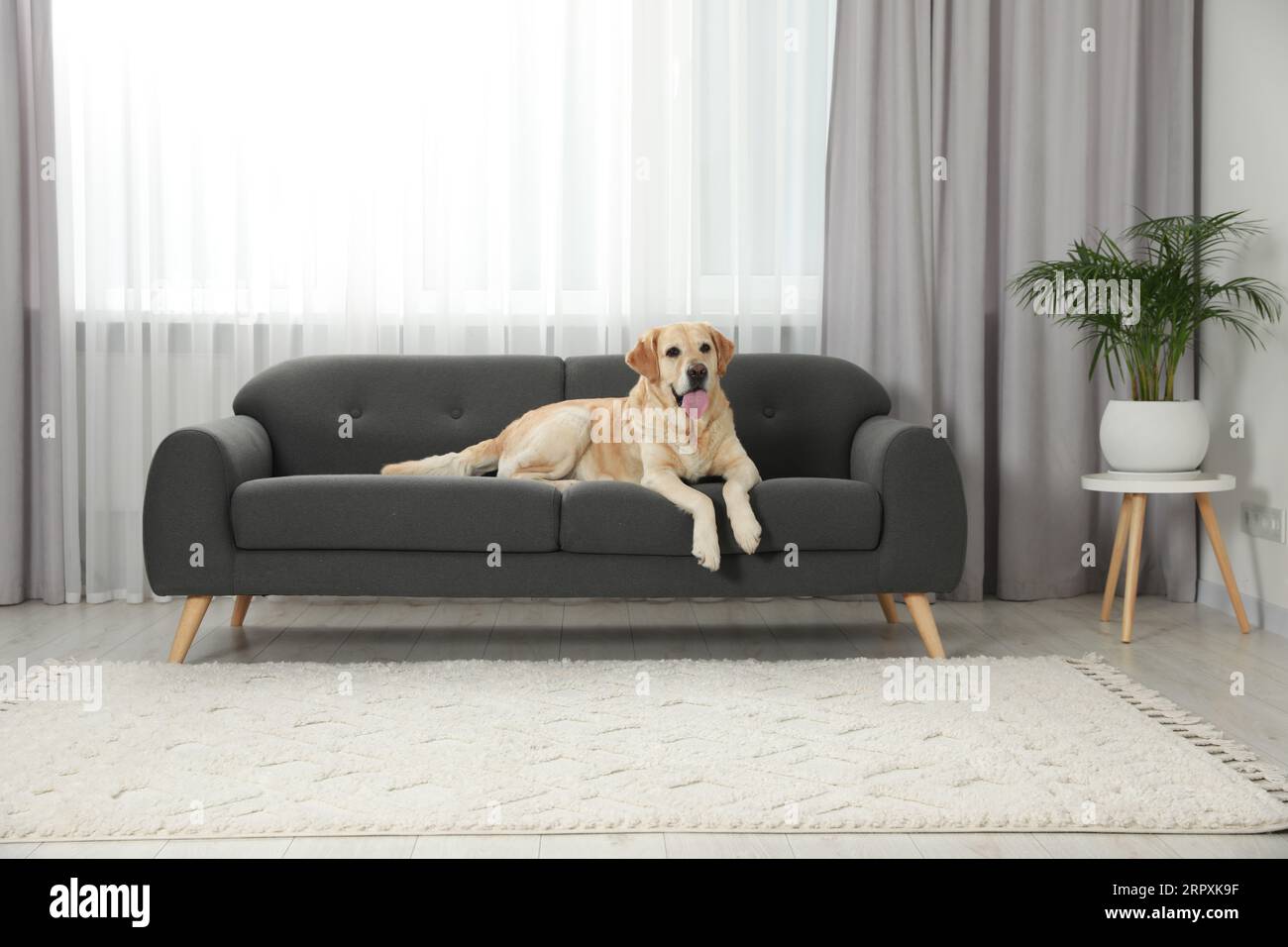 Cute Labrador Retriever on sofa in living room Stock Photo - Alamy
