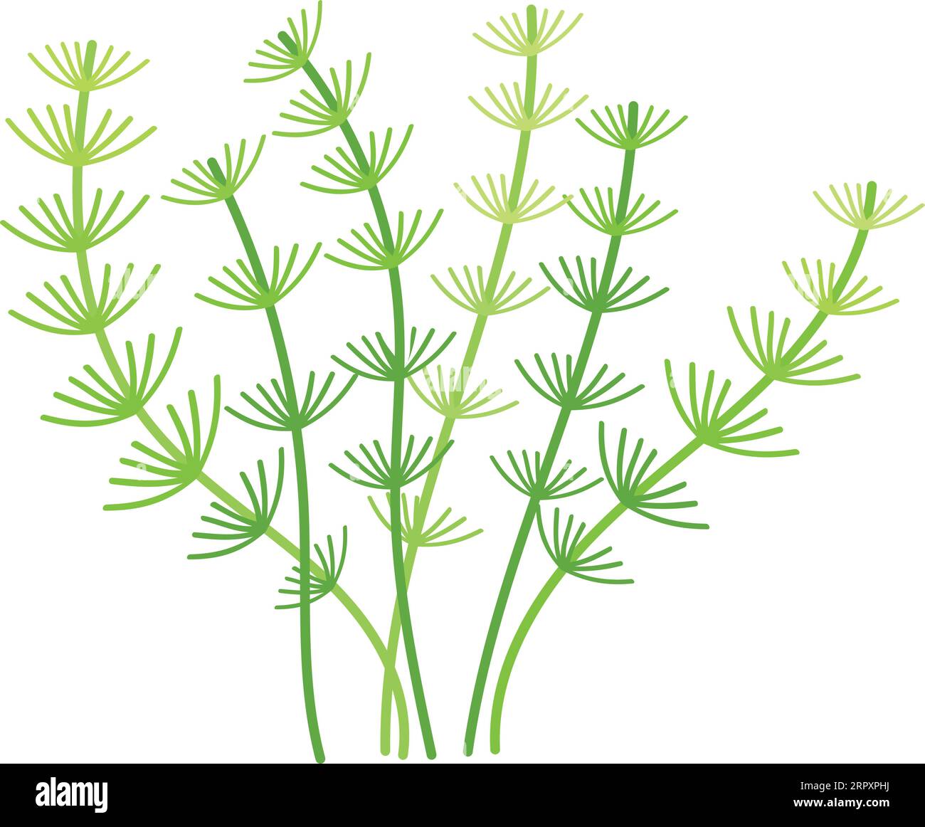 Nitella algae icon. Cartoon green water plant Stock Vector