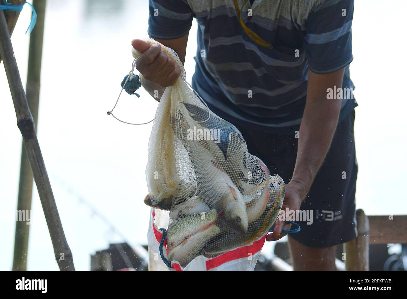 https://c8.alamy.com/comp/2RPXPWB/200531-tripura-may-31-2020-an-angler-packs-fish-on-the-opening-day-of-fishing-season-in-the-outskirts-of-agartala-tripura-india-may-31-2020-strxinhua-india-tripura-fishing-season-stringer-publicationxnotxinxchn-2RPXPWB.jpg