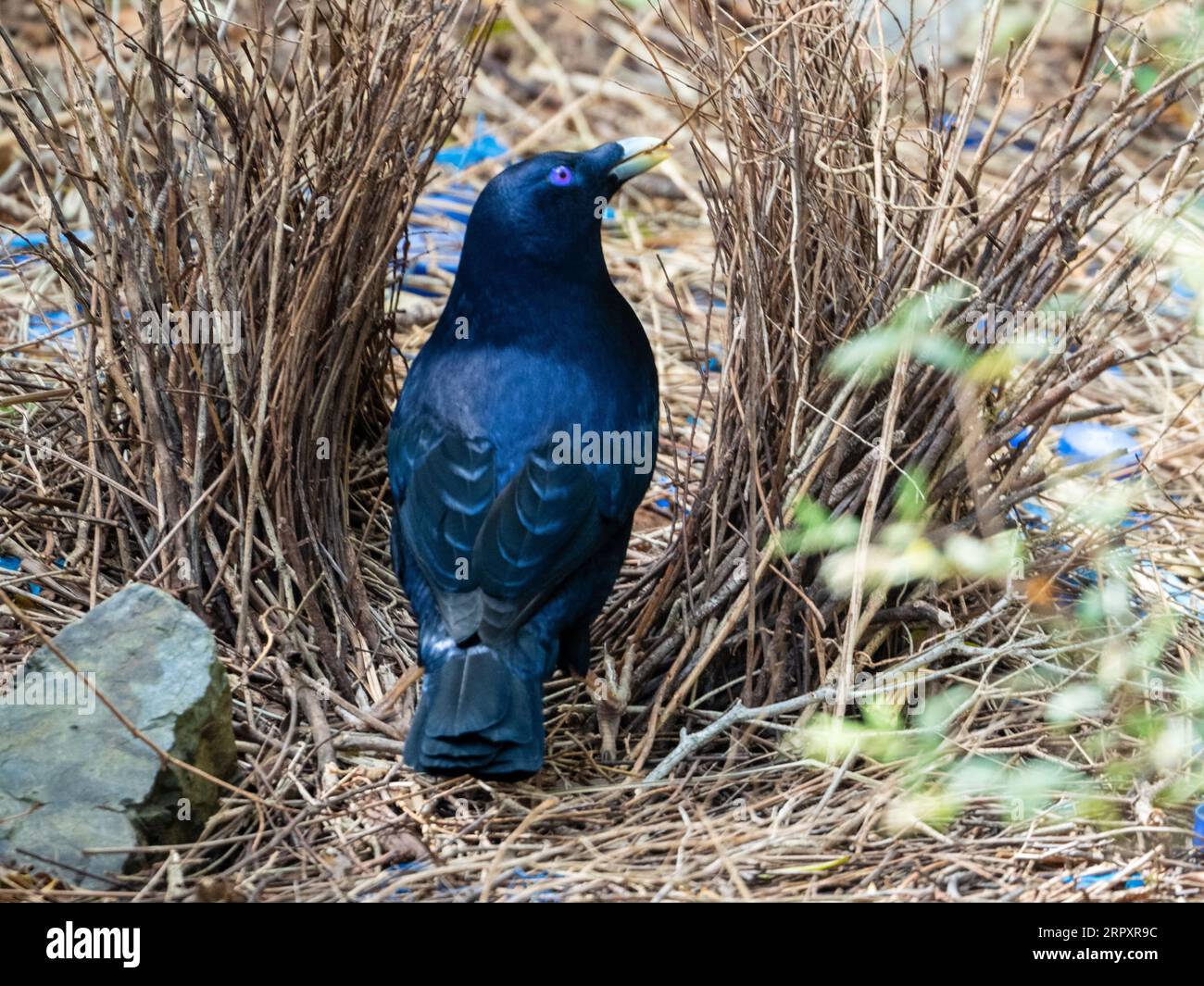 Satin Bowerbird, male, standing inside his bower with a stick in its mouth to add to the construction Stock Photo