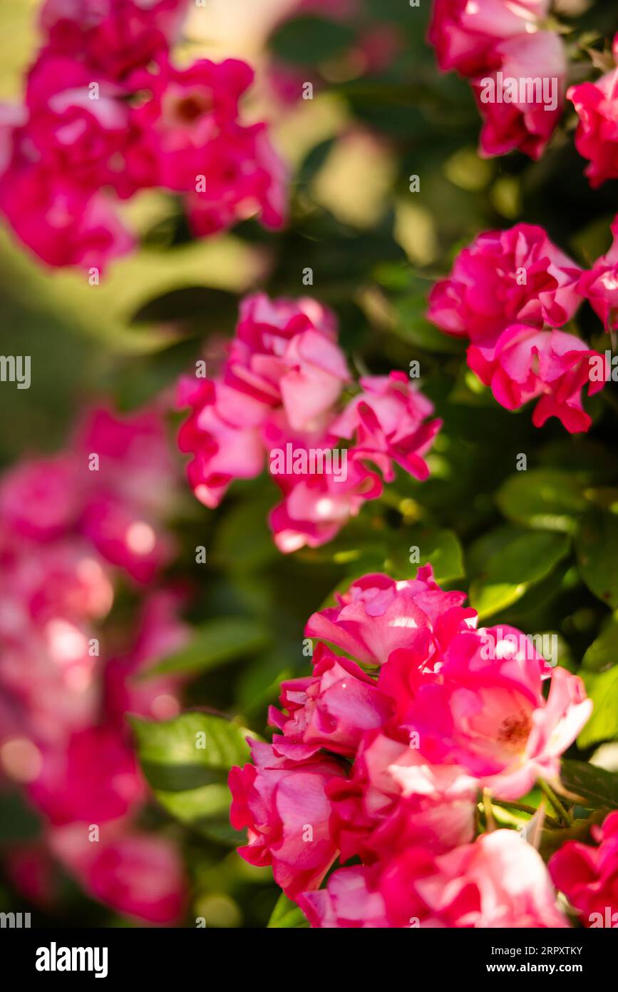 Hot pink roses growing in a public garden in Rome Italy in the summer ...