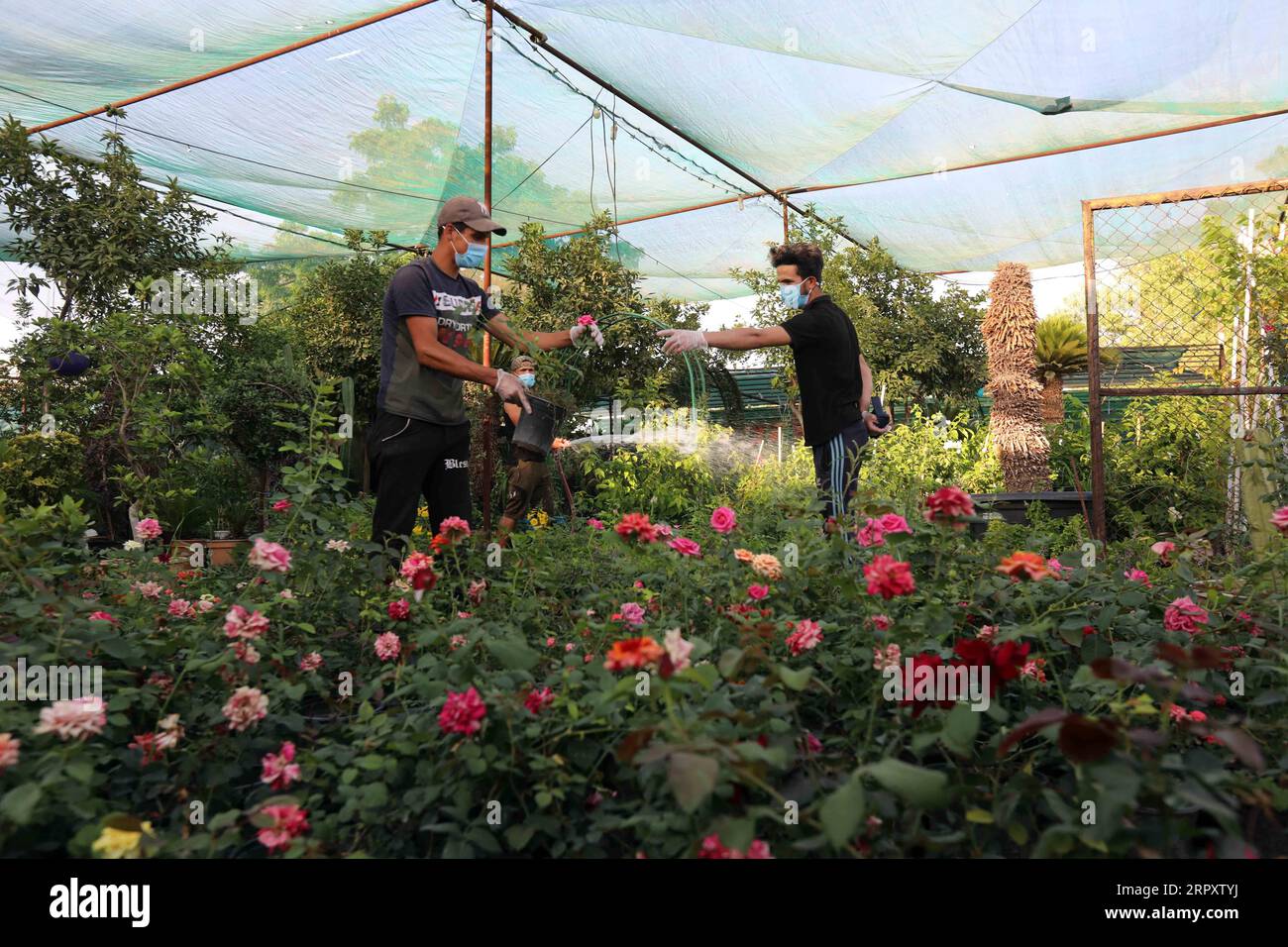 200602 -- BAGHDAD, June 2, 2020 Xinhua -- Gardeners wearing masks work at a flower shop in Baghdad, Iraq, on June 2, 2020. Iraq s Health Ministry on Tuesday said that the total number of COVID-19 cases jumped to 7,387 after setting a new record of daily increase with 519 infections. Xinhua/Khalil Dawood IRAQ-BAGHDAD-COVID-19-CASES PUBLICATIONxNOTxINxCHN Stock Photo