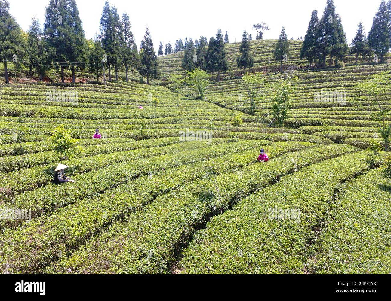 https://c8.alamy.com/comp/2RPXTYX/200603-fuzhou-june-3-2020-aerial-photo-taken-on-april-29-2020-shows-people-working-in-a-tea-garden-in-xuefeng-town-of-minhou-county-southeast-china-s-fujian-province-east-china-s-fujian-province-exported-more-than-7726-tonnes-of-tea-in-the-first-four-months-of-the-year-a-rise-of-87-percent-year-on-year-local-customs-authority-said-tuesday-the-exports-worth-about-135-million-us-dollars-were-mainly-oolong-tea-green-tea-and-black-tea-fujian-is-a-major-tea-production-base-in-china-with-the-locally-produced-oolong-tea-green-tea-black-tea-and-jasmine-tea-especially-popular-a-2RPXTYX.jpg
