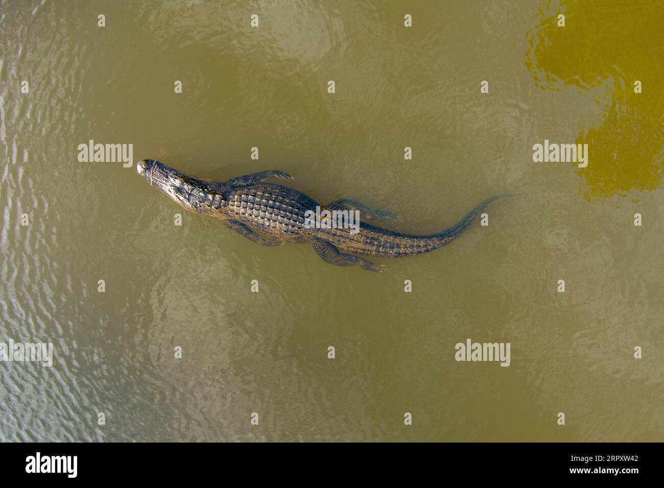 Aerial view of a large adult American Alligator in Mobile Bay, Alabama