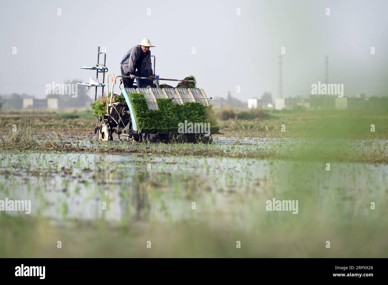 200604 -- HEFEI, June 4, 2020 -- Farmers operate a rice transplanter in an organic paddy field in Xiaqiao Township, Yingshang County, east China s Anhui Province, June 3, 2020.  CHINA-ANHUI-AGRICULTURE-RICE PLANTING CN ZhouxMu PUBLICATIONxNOTxINxCHN Stock Photo