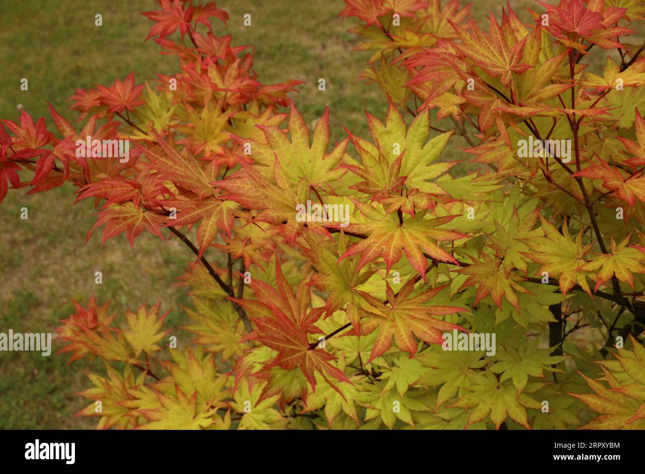 Looking down at green leaves tinged with red and red leaves on an